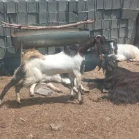 بز پاکستانی و محلی