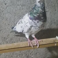 کفتر سار هفت رنگ