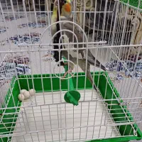 عروس هلندی ماده