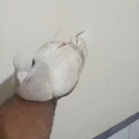 کفتر