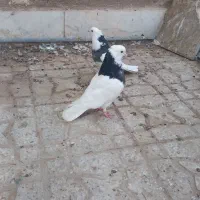 کفتر|پرنده|مهریز, |دیوار