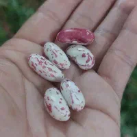 لوبیا کشاورزی