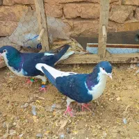 کفتر