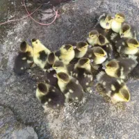 اردک اسرائیلی سه روزه سالم و محلی دونه ای ۹۰
