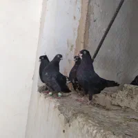 با سلام ۴ عدد کبوتر چشم و نوک سفید به فروش میرسد