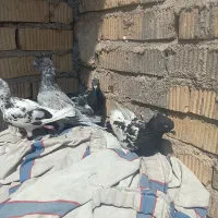 کبوتر|پرنده|شیراز, کرونی(خاتونک)|دیوار