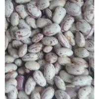 لوبیا چیتی