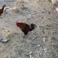 مرغ و خروس