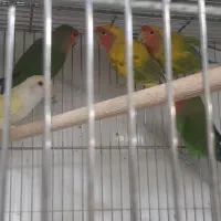 نرماده کوتوله  برزیلی