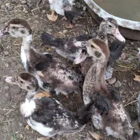 جوجه اردک اسراییلی