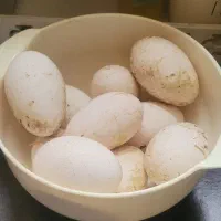 تخم قوغاز