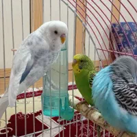 سه عدد مرغ عشق