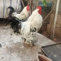 خروس برهما