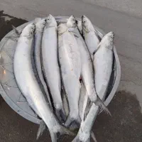 ماهی خارو تازه تازه صید امروز