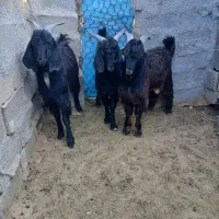کهره چاق