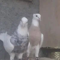 کبوتر طوقی