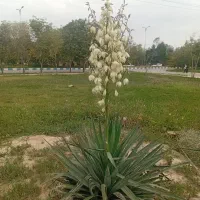 جویای کار هستم جوان ومتاهل