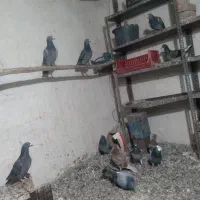 کبوتر|پرنده|خواجه, |دیوار