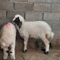 اهواز