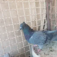 کبوتر پرشی
