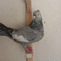 سرک سبز