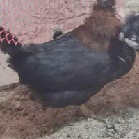 مرغ