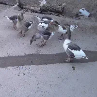 غاز دوساله