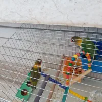 طوطی برزیلی ماده و نر
