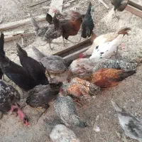 مرغ و خروس
