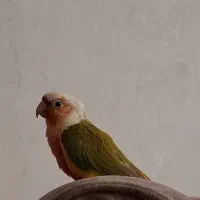 طوطی گرینچیک