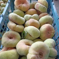 هلو انجیری حدودا 40 کیلو موجوده  یکجا 45 تومن