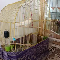 عروس هلندی نر و ماده