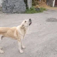 سگ نر نژاد عالی بدلیل نداشتن مکان