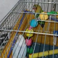 ۲ طوطی برزیلی هست