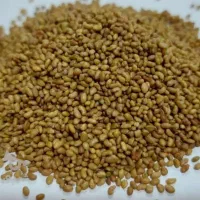 بذر یونچه همدانی ریشه تلخ ساقه بلند
