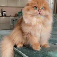 گربه پرشین نارنجی