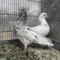 کفتر سرور و هما و شازده