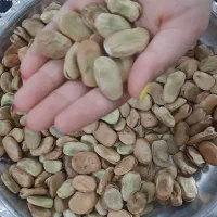 باقله