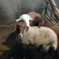 میش بره
