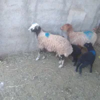 میش وبره