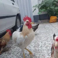 یک عدد خروس