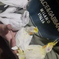 جوجه تازه دونخور عروس هلندی