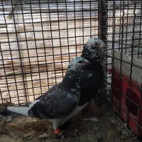 کفتر المانی جفتی