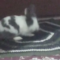 خرگوش