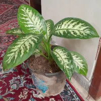 گل دیفن باخیا
