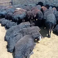بره نر افشار قره قزل ۴۰ راس