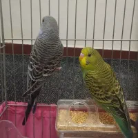 مرغ عشق