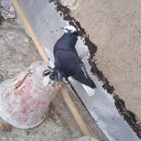 کبوتر نر