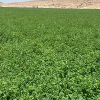 یونجه کوبیده شده شلیف شده ۳۴