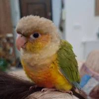 گرینچیک اناناسی رد رام
